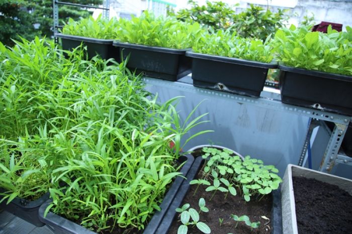 trồng rau, hoa, cây xanh trên sân thượng chống nóng cho nhà ống